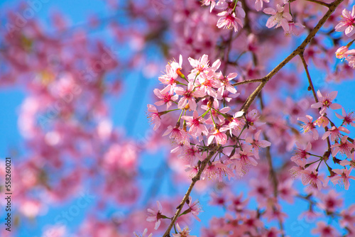 Soft focus of Beautiful cherry blossom with fading into pastel pink sakura flower
