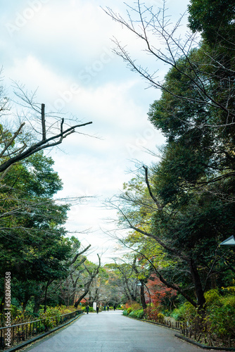 冬の散歩道