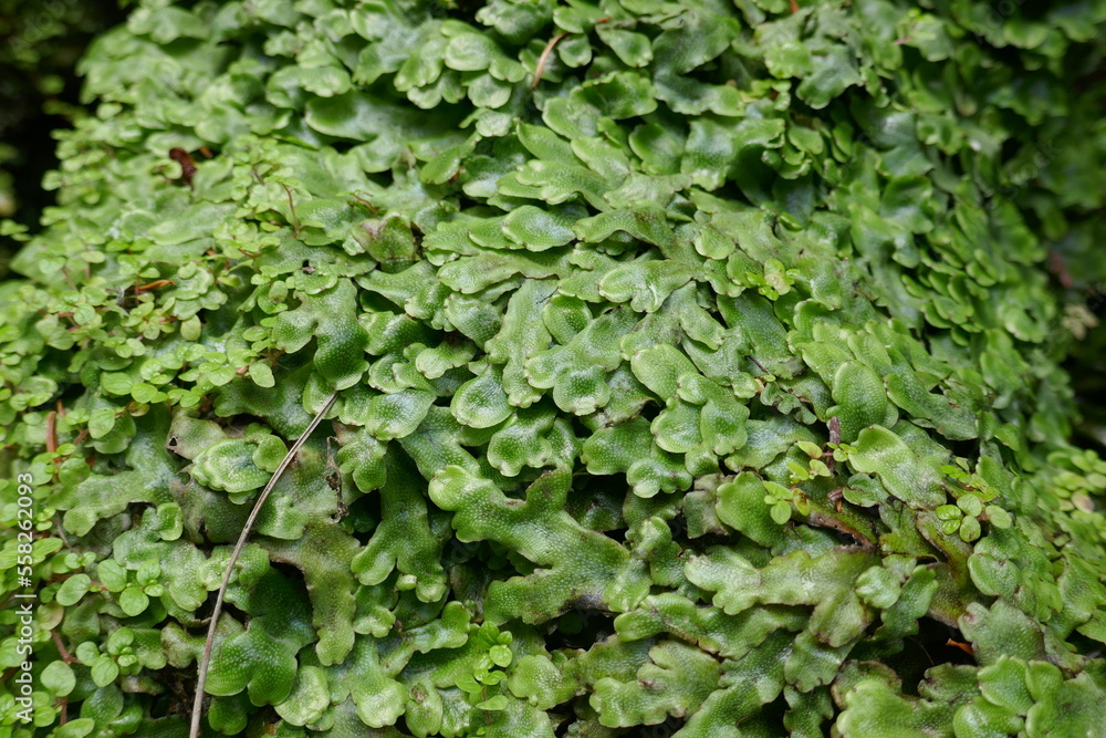 Lush green background of liverwort plant cover