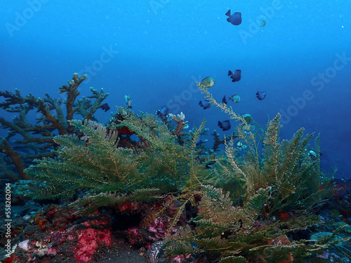 Beautiful underwater view at Tulamben Bali. Tulamben is a small fishing village on the north east coast of Bali