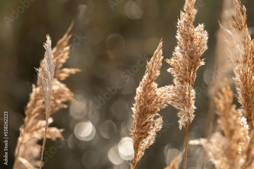Dream like nostalgic soft shallow focus grouping of several brown tall dried grasses with their seed grain tops blowing in the gentle breeze
