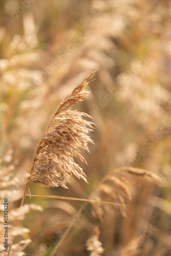 tall dried native grasses are brown and light in the late summer, early fall seasons. The breeze sways them gently scattering wind dispersed seeds along the wetland river banks for natural propagation