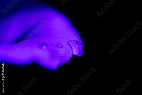 Pink flower under UV light photo