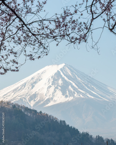Mt. Fuji framed by cherry blossom, Fuji five lakes region, Japan. Vertical format.