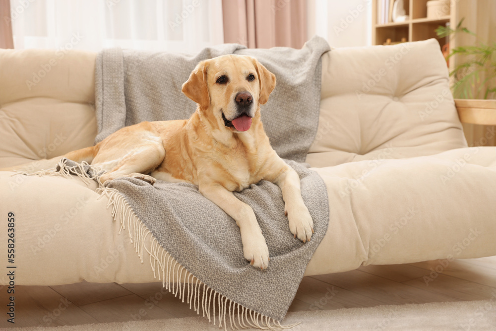 Cute Golden Labrador Retriever on couch in living room