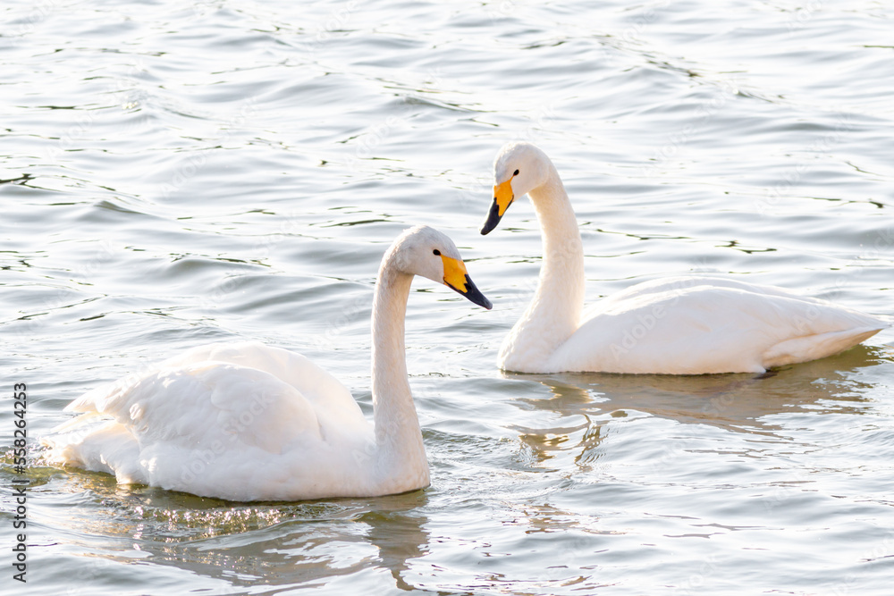 Obraz premium 白鳥