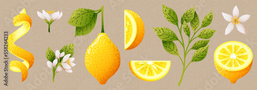 Lemons group, twisted limon zest. Different peeled slices for refreshing limone juice, textured twist. Vector illustration image