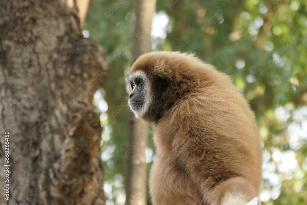 Fototapeta premium portraits de gibbons sauvages, grands singes d'Asie du Sud-Est dans leur milieu naturel 