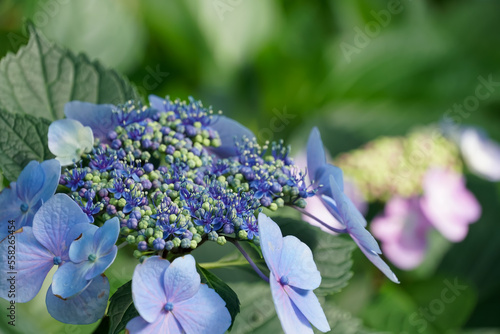 アジサイ（紫陽花）