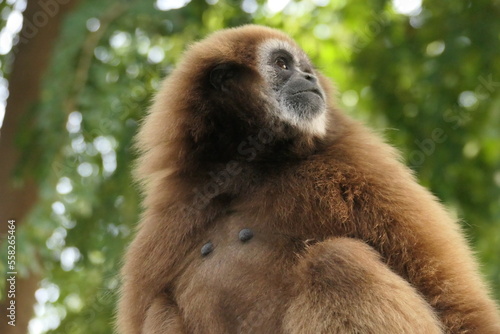 portraits de gibbons sauvages, grands singes d'Asie du Sud-Est dans leur milieu naturel  photo