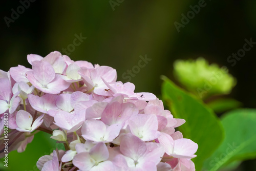 アジサイ（紫陽花）