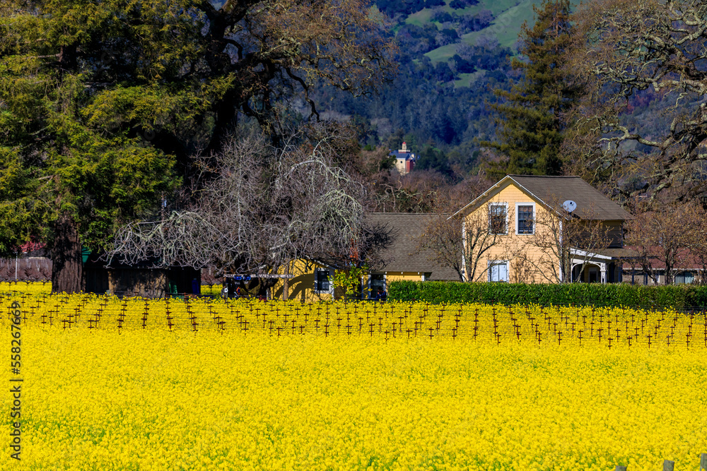 Yellow mustard flowers between grape vines in Napa Valley, California, USA Yellow mustard flowers between grape vines in Napa Valley, California, USA