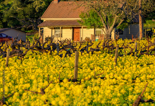 Yellow mustard flowers between grape vines in Napa Valley, California, USA photo