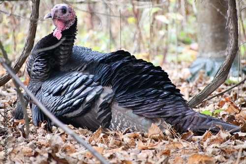 Wild turkey male resting on the ground