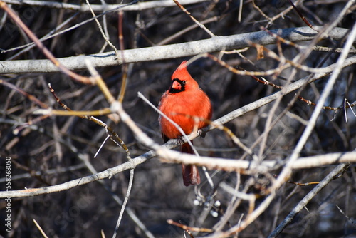 Beautiful Norther Cardinal, December