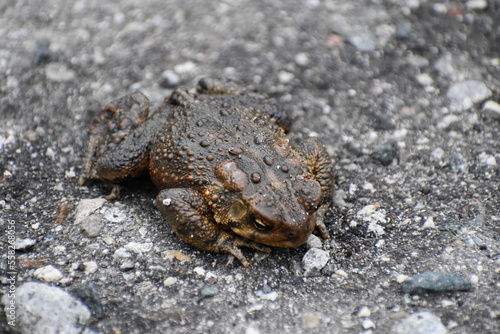 American toad caught off hibenration