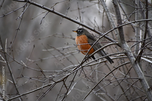 Amercian Robin siiting on some tree