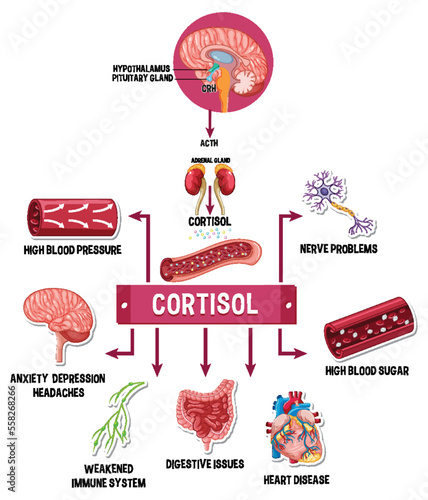 Stress cortisol system scheme