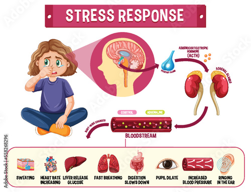 Stress response system scheme