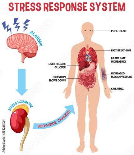 Stress response system scheme