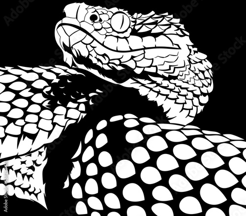 Black and white snake. Isolated monochrome illustration of a dangerous and venomous snake. A reptile of the scaly snake family. photo