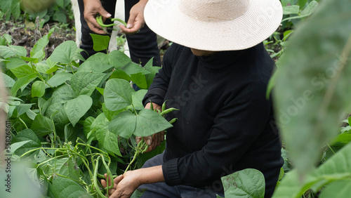 Typical Ecuadorian mountain woman. Woman in the field, her harvesting round green beans with her own hands