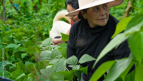 Typical Ecuadorian mountain woman. Woman in the field, her harvesting round green beans with her own hands