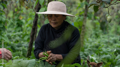Typical Ecuadorian mountain woman. Woman in the field, her harvesting round green beans with her own hands