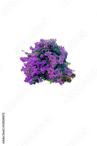 Blooming pink bougainvillea in brown with blue border with golden dragon pattern isolated on white background with clipping path.