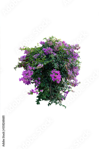 Blooming pink bougainvillea in brown with blue border with golden dragon pattern isolated on white background with clipping path.