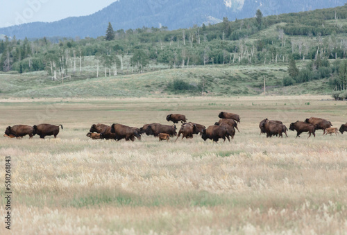 Wyoming wildlife nature park