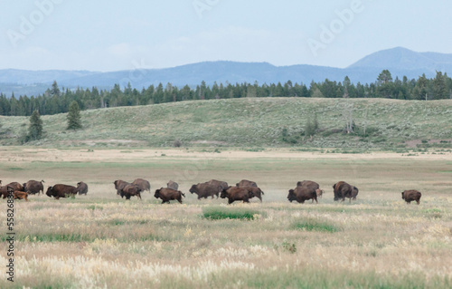 Wyoming wildlife nature park