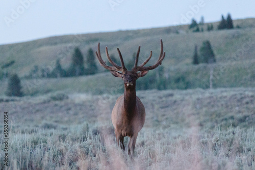 Wyoming wildlife nature park