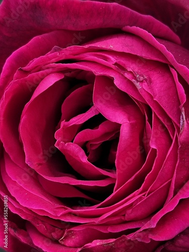 close up of red rose