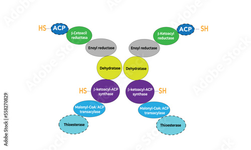 Fatty acid synthase [enzyme]