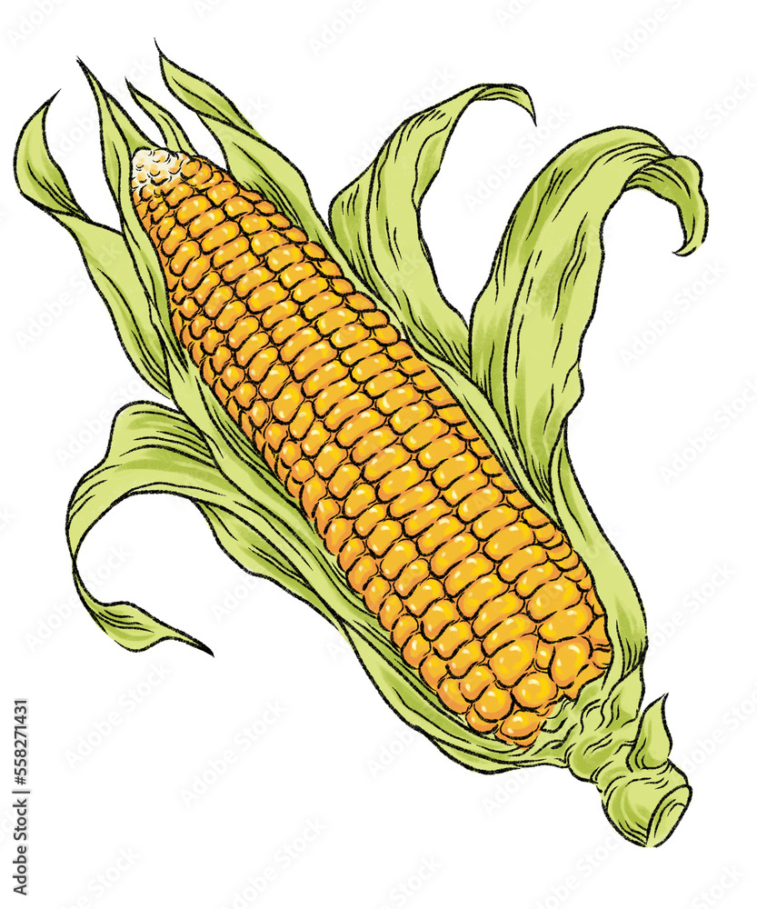 Digital drawing of yellow corn cob isolated transparent background Digital drawing of yellow corn cob isolated transparent background