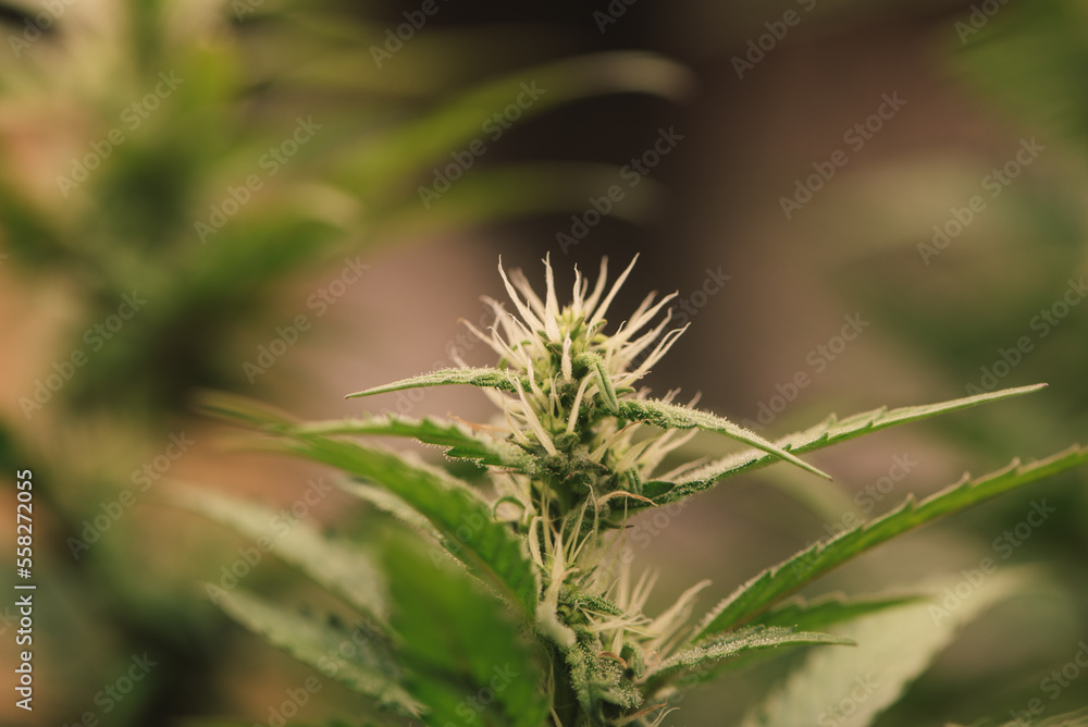 Dark green marijuana flowers and leaves Marijuana growing in marijuana farmers plant farm, natural marijuana or sativa ganja weed green herb for medical use.