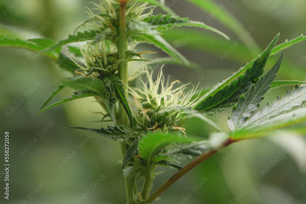 Dark green marijuana flowers and leaves Marijuana growing in marijuana farmers plant farm, natural marijuana or sativa ganja weed green herb for medical use. Dark green marijuana flowers and leaves Marijuana growing in marijuana farmers plant farm, natural marijuana or sativa ganja weed green herb for medical use.