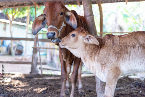 Cow farm of villagers in Asia