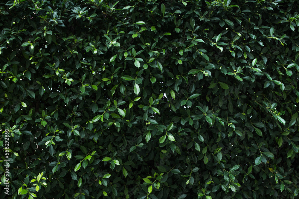 green leaf fence in dark tone background green leaf fence in dark tone background