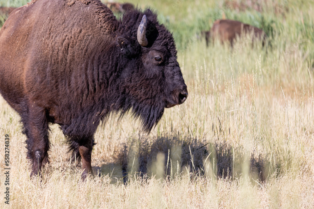  Wild American Bison (Buffalo) in a wildlife conservation program on Antelope Island in Utah, USA. 