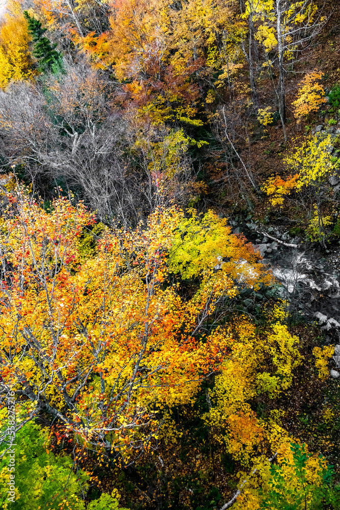Fast mountain river at the bottom of a rocky gorge overgrown with autumn maples Fast mountain river at the bottom of a rocky gorge overgrown with autumn maples