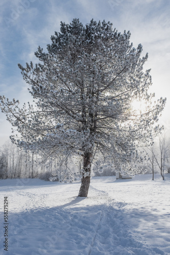 trees in snow