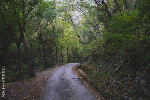 path in the woods