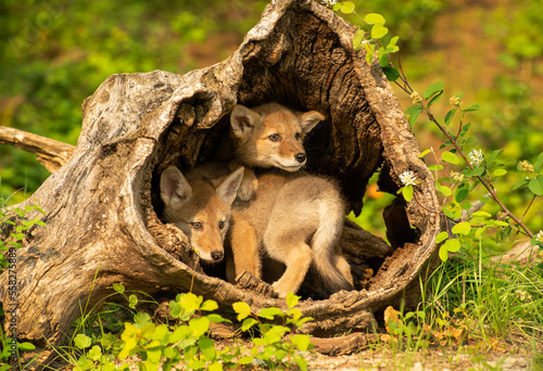 Coyote Pups