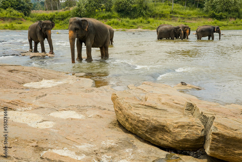 Photography Herd of elephants in Sri Lanka