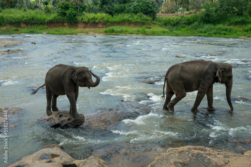 Photography Herd of elephants in Sri Lanka