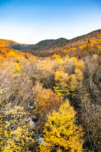 Mountain streams and magnificent maple groves with yellowed crowns and already fallen foliage on the mountains of Vermont