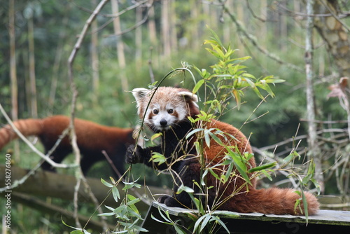 A photo of a Red Panda on a tree.