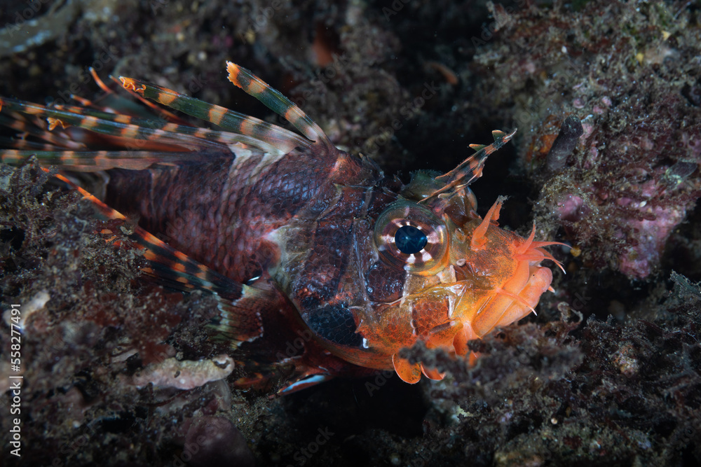 Lionfish head close up view Lionfish head close up view